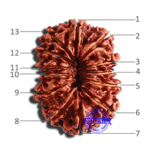 Load image into Gallery viewer, 13 Mukhi Nepalese Rudraksha - Bead No. 296
