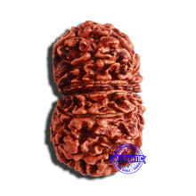 Load image into Gallery viewer, 13 Mukhi Nepalese Rudraksha - Bead No. 296
