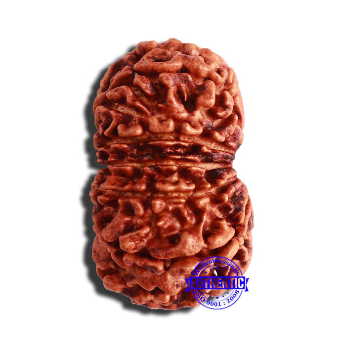13 Mukhi Nepalese Rudraksha - Bead No. 296