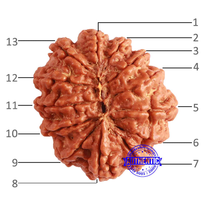 13 Mukhi Nepalese Rudraksha - Bead No. 297