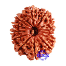 Load image into Gallery viewer, 13 Mukhi Nepalese Rudraksha - Bead No. 299
