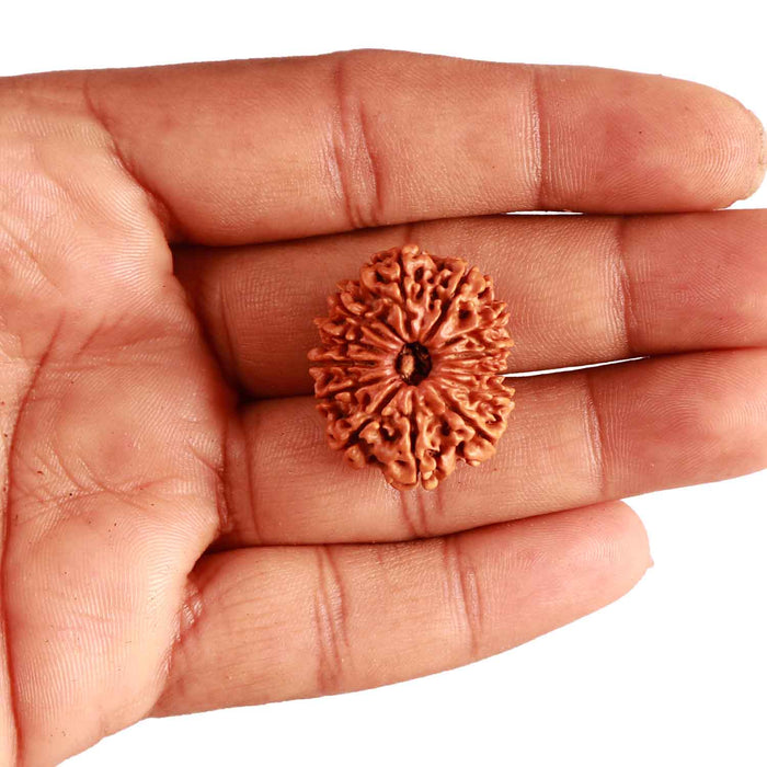 13 Mukhi Nepalese Rudraksha - Bead No. 299