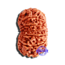 Load image into Gallery viewer, 13 Mukhi Nepalese Rudraksha - Bead No. 299
