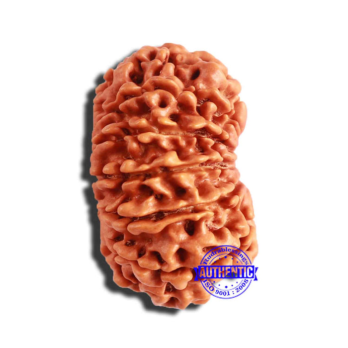 13 Mukhi Nepalese Rudraksha - Bead No. 299