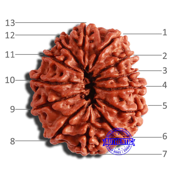 13 Mukhi Nepalese Rudraksha - Bead No. 301