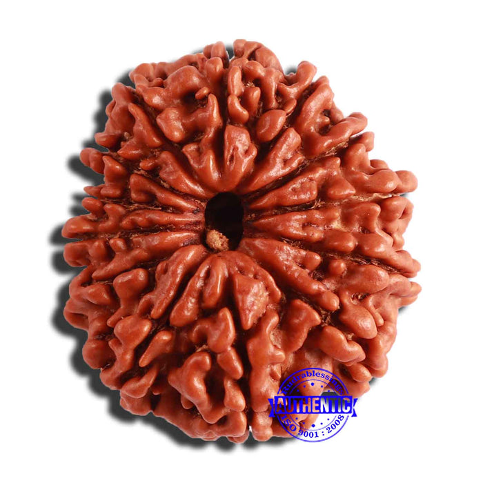 13 Mukhi Nepalese Rudraksha - Bead No. 301