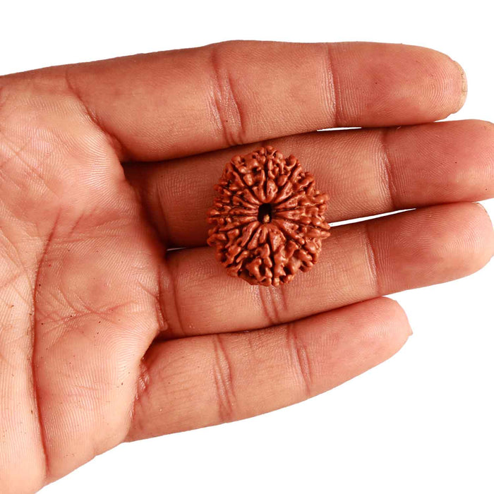 13 Mukhi Nepalese Rudraksha - Bead No. 301