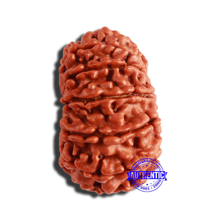 13 Mukhi Nepalese Rudraksha - Bead No. 301