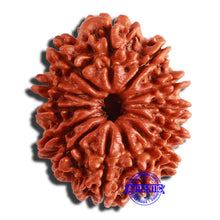 Load image into Gallery viewer, 13 Mukhi Nepalese Rudraksha - Bead No. 303
