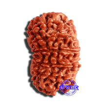 Load image into Gallery viewer, 13 Mukhi Nepalese Rudraksha - Bead No. 303
