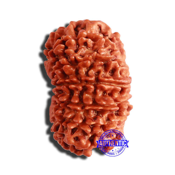 13 Mukhi Nepalese Rudraksha - Bead No. 303