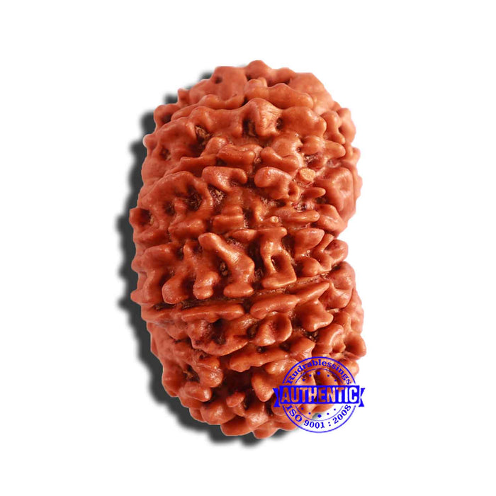 13 Mukhi Nepalese Rudraksha - Bead No. 303