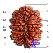 Load image into Gallery viewer, 13 Mukhi Nepalese Rudraksha - Bead No. 304
