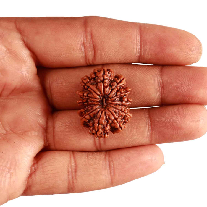 13 Mukhi Nepalese Rudraksha - Bead No. 304