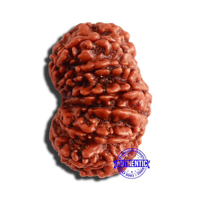 13 Mukhi Nepalese Rudraksha - Bead No. 304