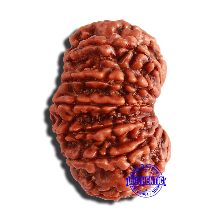 13 Mukhi Nepalese Rudraksha - Bead No. 304