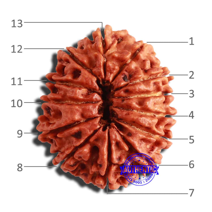 13 Mukhi Nepalese Rudraksha - Bead No. 305