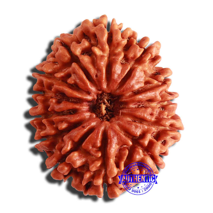 13 Mukhi Nepalese Rudraksha - Bead No. 305
