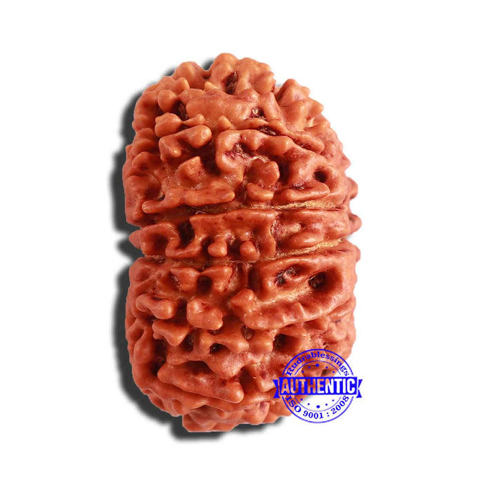 13 Mukhi Nepalese Rudraksha - Bead No. 305