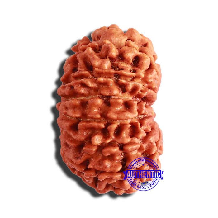 13 Mukhi Nepalese Rudraksha - Bead No. 305
