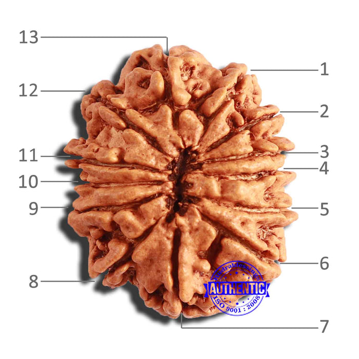 13 Mukhi Nepalese Rudraksha - Bead No. 306