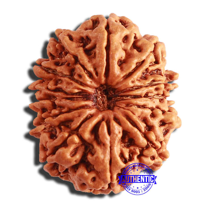 13 Mukhi Nepalese Rudraksha - Bead No. 306