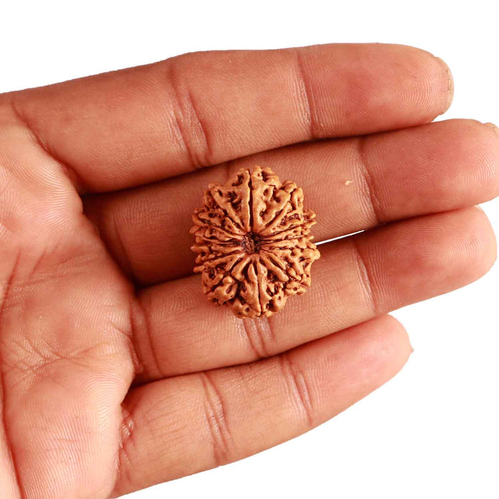 13 Mukhi Nepalese Rudraksha - Bead No. 306