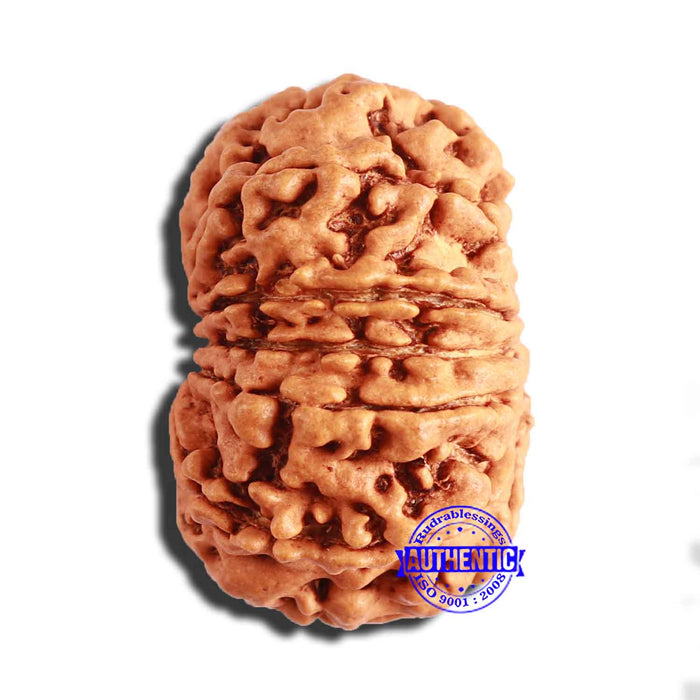 13 Mukhi Nepalese Rudraksha - Bead No. 306