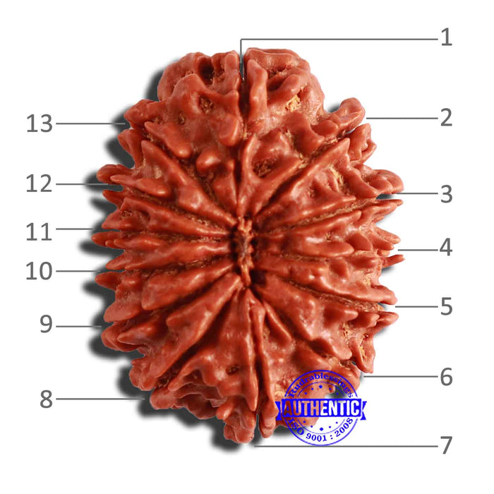 13 Mukhi Nepalese Rudraksha - Bead No. 307