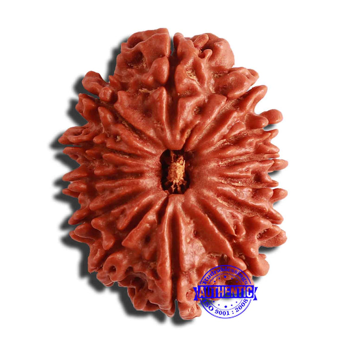 13 Mukhi Nepalese Rudraksha - Bead No. 307