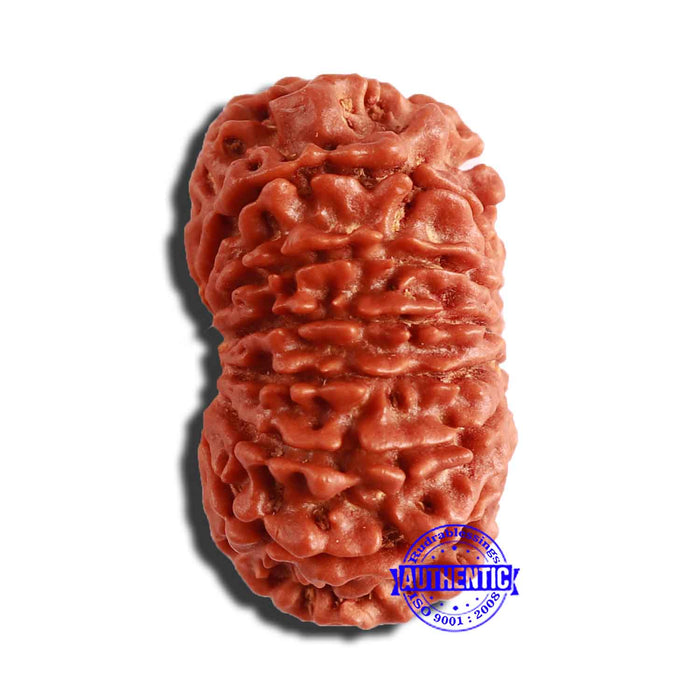 13 Mukhi Nepalese Rudraksha - Bead No. 307