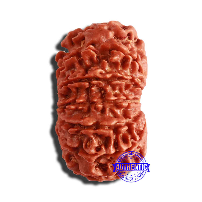 13 Mukhi Nepalese Rudraksha - Bead No. 307