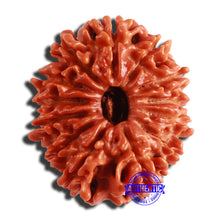 Load image into Gallery viewer, 13 Mukhi Nepalese Rudraksha - Bead No. 308
