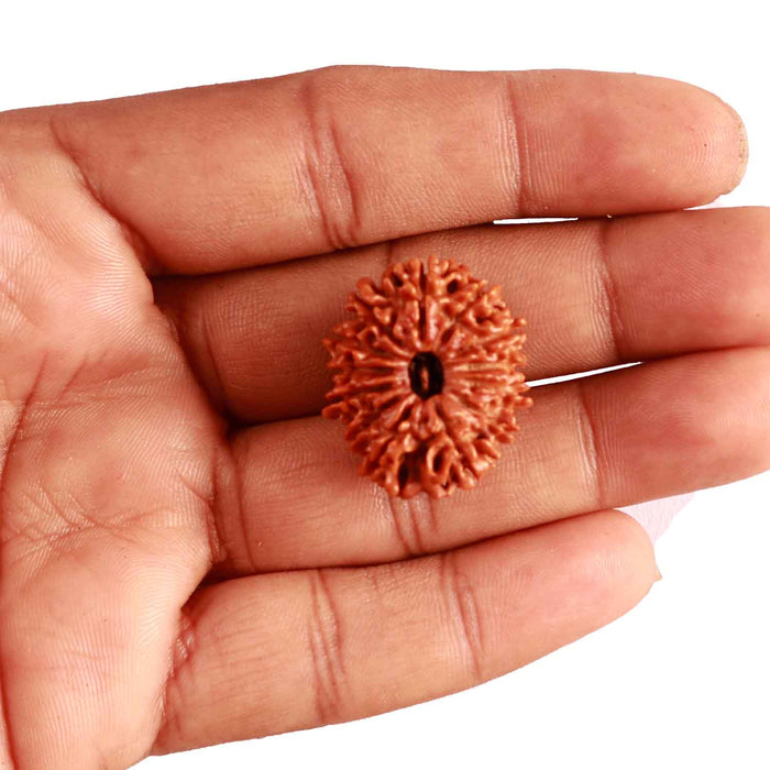 13 Mukhi Nepalese Rudraksha - Bead No. 308