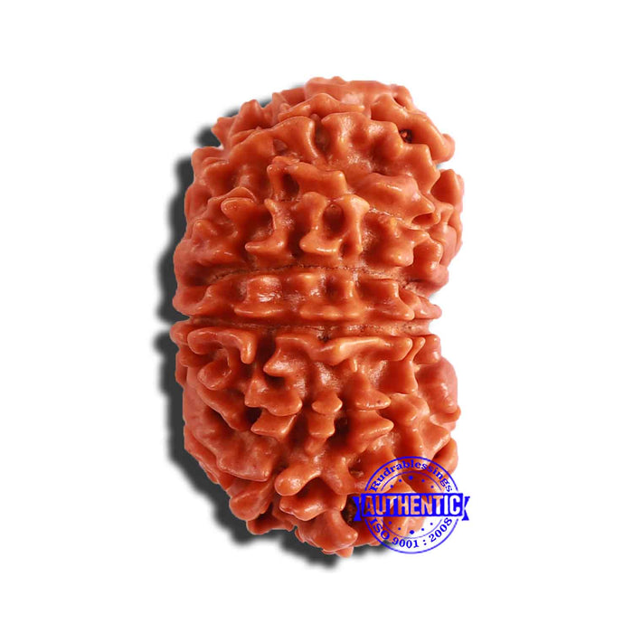 13 Mukhi Nepalese Rudraksha - Bead No. 308