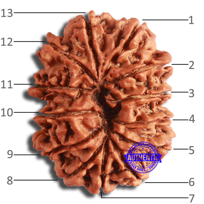 13 Mukhi Nepalese Rudraksha - Bead No. 349