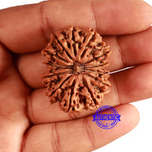 Load image into Gallery viewer, 13 Mukhi Nepalese Rudraksha - Bead No. 349
