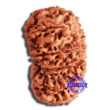 Load image into Gallery viewer, 13 Mukhi Nepalese Rudraksha - Bead No. 349
