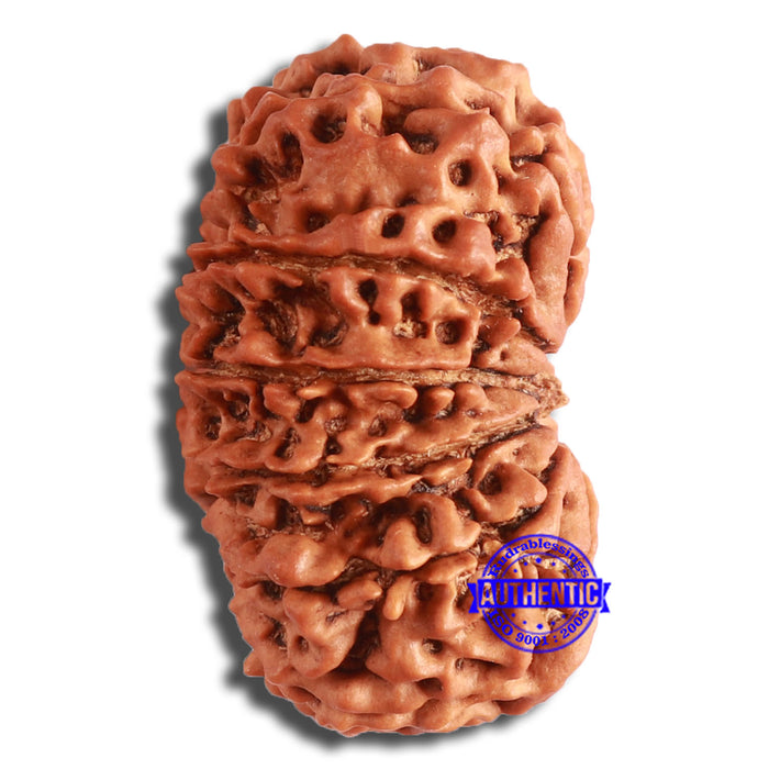 13 Mukhi Nepalese Rudraksha - Bead No. 349