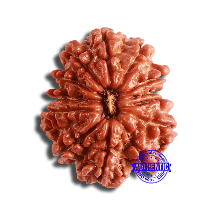 13 Mukhi Nepalese Rudraksha - Bead No. 351