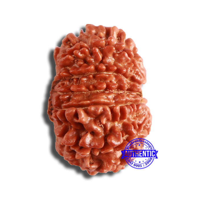 13 Mukhi Nepalese Rudraksha - Bead No. 351