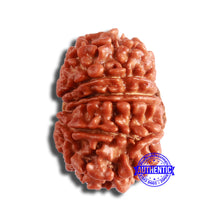 Load image into Gallery viewer, 13 Mukhi Nepalese Rudraksha - Bead No. 351
