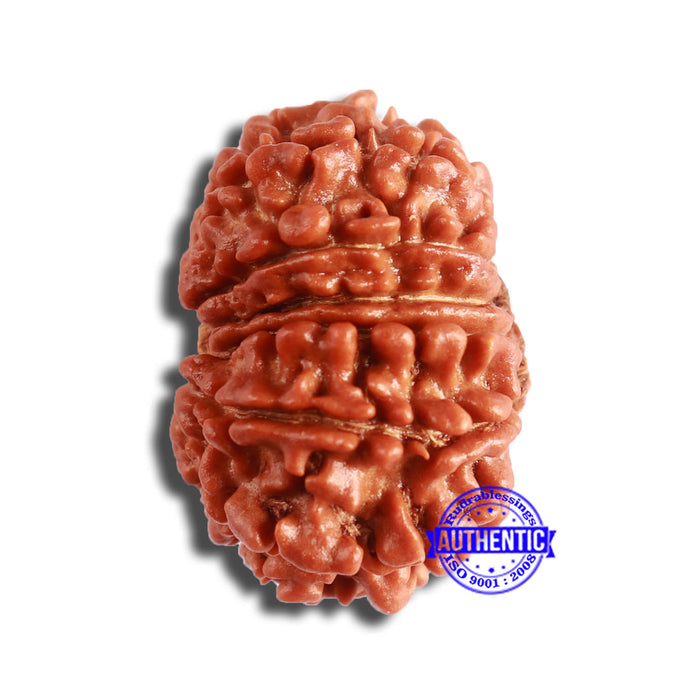 13 Mukhi Nepalese Rudraksha - Bead No. 351