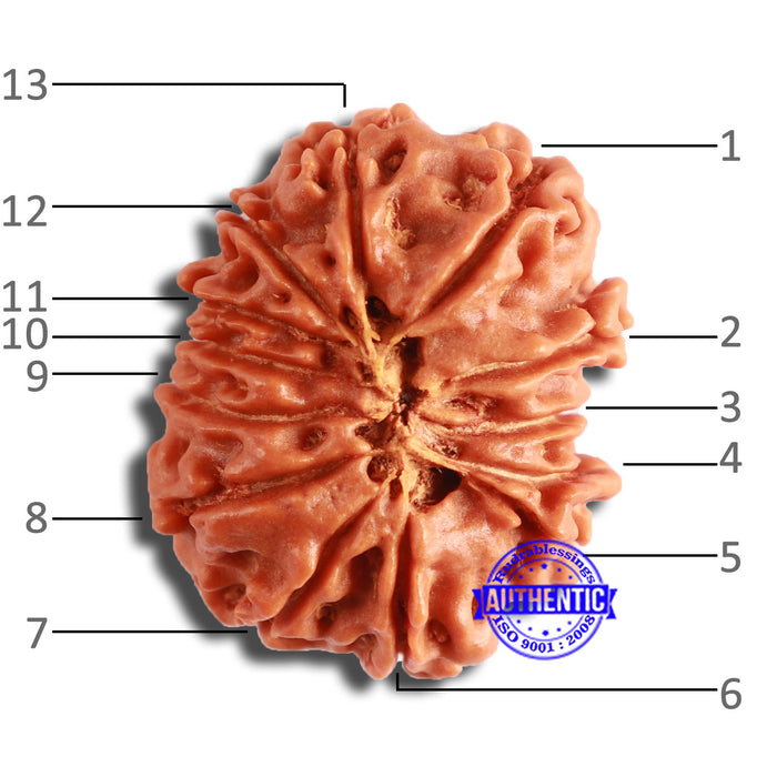13 Mukhi Nepalese Rudraksha - Bead No. 352