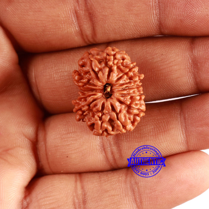 13 Mukhi Nepalese Rudraksha - Bead No. 352