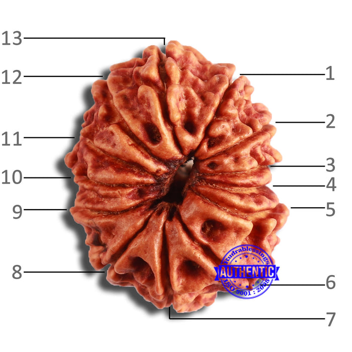 13 Mukhi Nepalese Rudraksha - Bead No. 353