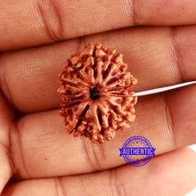 Load image into Gallery viewer, 13 Mukhi Nepalese Rudraksha - Bead No. 353
