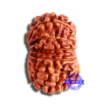 Load image into Gallery viewer, 13 Mukhi Nepalese Rudraksha - Bead No. 353
