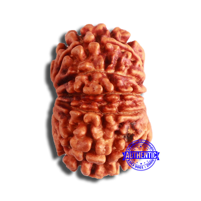 13 Mukhi Nepalese Rudraksha - Bead No. 353