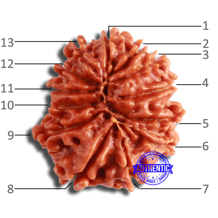 13 Mukhi Nepalese Rudraksha - Bead No. 354